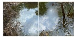 Path of the Dove