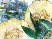acorn squash and sage acorn squash and sage