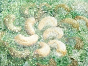 broccoli and cashews broccoli and cashews