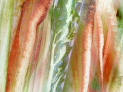 celery and carrot celery and carrot