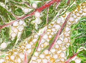 chickpeas and rainbow chard