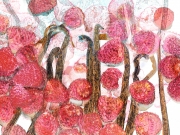 raspberries and vanilla raspberries and vanilla