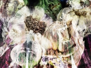 Eggplant and Garlic