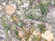 Kale and Oranges