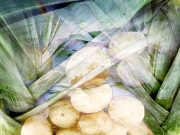 Leeks and Potatoes